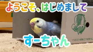 セキセイインコの赤ちゃんをお迎えしました