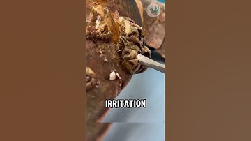 How Barnacles Can Kill a Sea Turtle? 👹💀🐢☠️