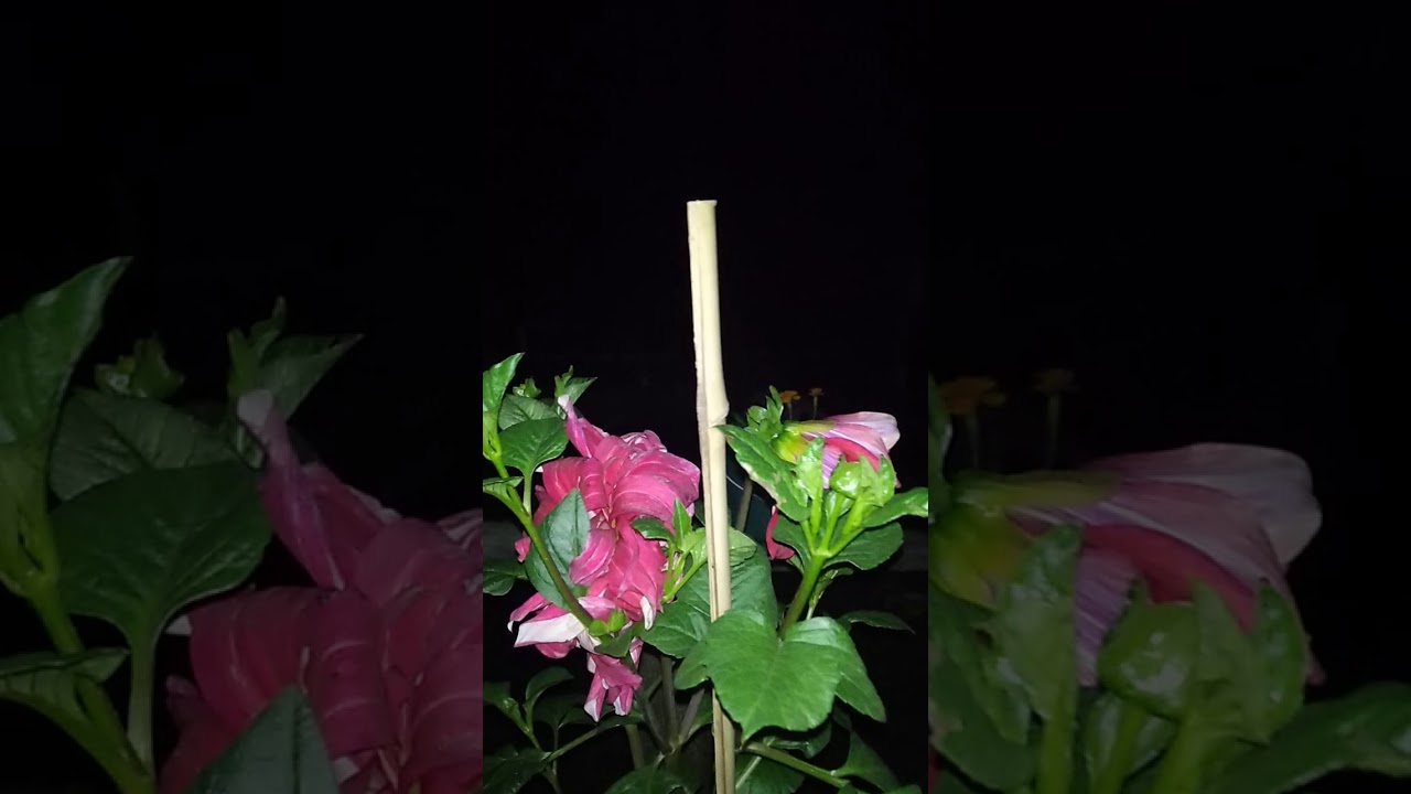 Singing a song with flowers YouTube