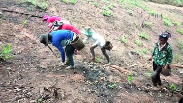 TRỒNG LÚA CỦA DÂN TỘC PA CÔ.Cuộc Sống Ở Nông Thôn