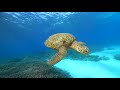 Green and hawksbill turtles on the coffs coast by brett vercoe of liquid focus