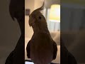 Kiwi behave a little funny