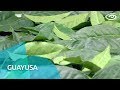 Guayusa - Día a Día - Teleamazonas