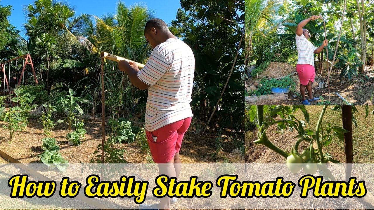 How to Easily Stake Tomato Plants YouTube