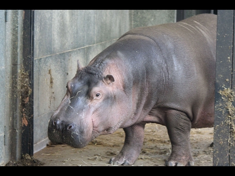 Nijlpaard Boulli / Hippo Boulli : ZOO Antwerpen
