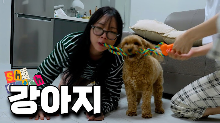 강아지 서열정리 하는 법