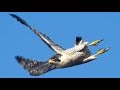 Сокол Сапсан атаки. Falcon Peregrine Falcon Attack