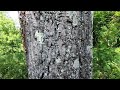 Tree Bark Music  - OAK