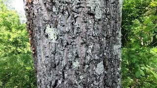 Tree Bark Music  - OAK