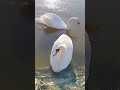 #nature #health #swan #river #sun #fashionista #food