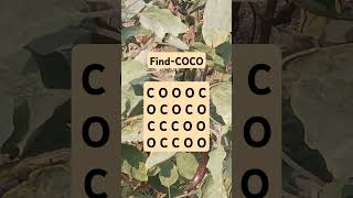 Observation Visual Test 5 Seconds Foryou To Spot Coco. Try Your Skills