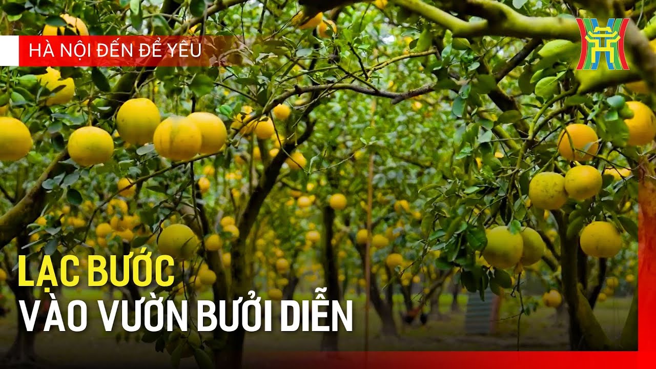 Lạc bước vào vườn bưởi Diễn | Hà Nội đến để yêu