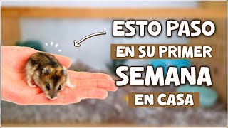 DOMESTICANDO UN HAMSTER DESDE CERO | Hamster en Casa