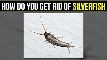 How Do You Get Rid of Silverfish: The Fastest Way to Eradicate Them
