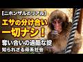【ニホンザルのリアル】エサの分け合いは一切ナシ！奪い合いの過酷なルールと知られざる母系社会 / monpai monyet 小猿 子ザル モンキー #punch