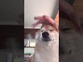 柴犬、ヘッドスパを初体験【豆柴ころた】#shorts #柴犬 #柴犬のいる暮らし #ヘッドスパ #shiba #しばいぬ