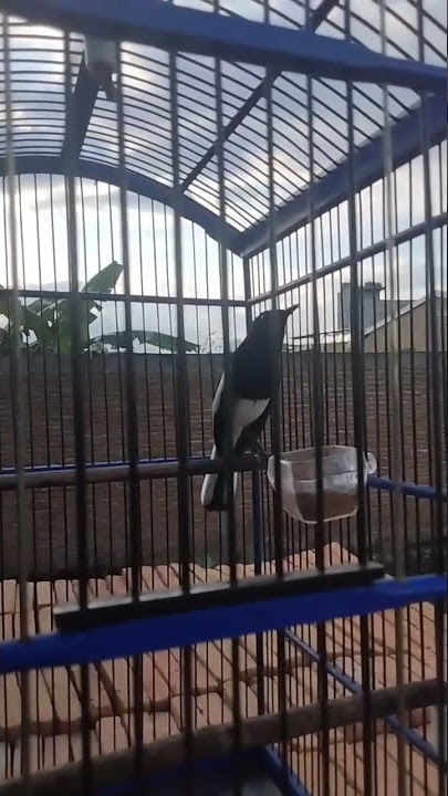 Burung kacer isian Lovebird dan walet,, di jamin ampuh  buat pancingan kacer bisu dan macet bunyi