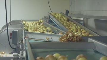 Whole Peeled Onion Program