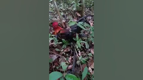 Cuab qaib qus 16/4/2020 ສົນໃຈລຳໂພງໂທ 59997992