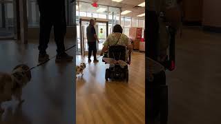 Service dog in training with wheelchair practice public access test PAT store heeling and doors.