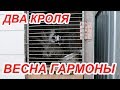 Жили были два кроля,нетрадиционной ориентации//весна,гормоны