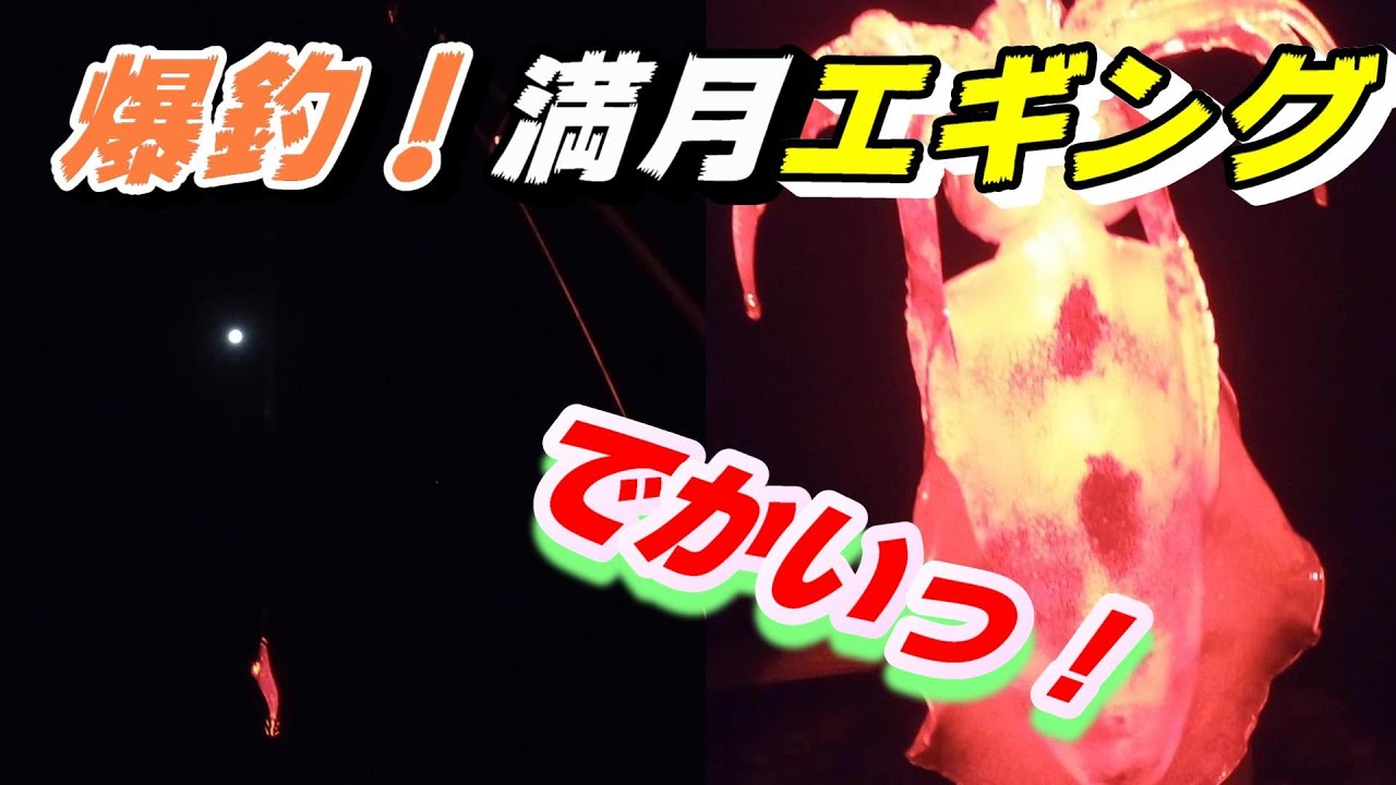 満月の夜はエギングに行こう 超親切夜釣り解説 能登のオカッパリエギングでアオリイカが連発 Youtube