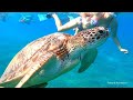 SNORKELING Egypt - Marsa Alam (coral reefs and turtles)