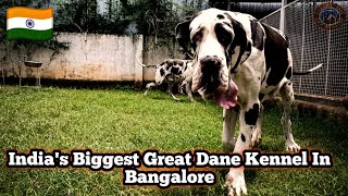 India's Biggest Great Dane Kennel In Bangalore | Best Harlequin Great Dane Breeder India