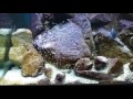 Variabilichromis moorii with fry