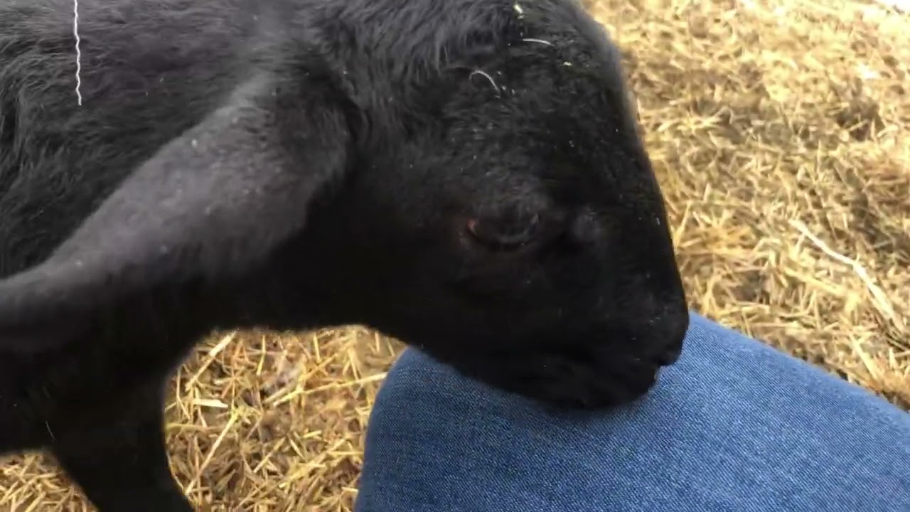Meet the New Lamb!