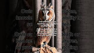 Owl meaning and symbolism #spiritanimals #owls #spirituality #owlspiritual