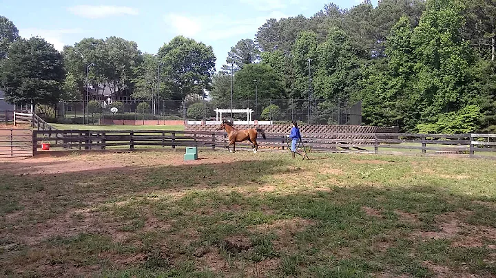 Nancy C. And Reliant/Free Lunging and Join Up.