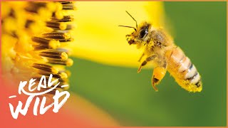 The Secret Success Behind Honey Bees | Real Wild