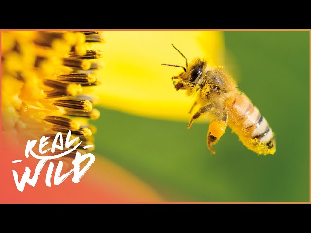 The Secret Success Behind Honey Bees | Real Wild class=