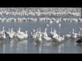 Video débile ! Oies des neiges en centaines de milliers. Amazing Snow Geese gathering Quebec,Canada.