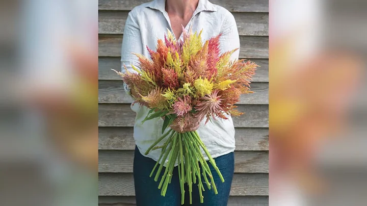 'Shimmer' Celosia – Bred by Johnny's Selected Seeds