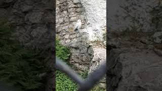 Полярная сова. Московский зоопарк