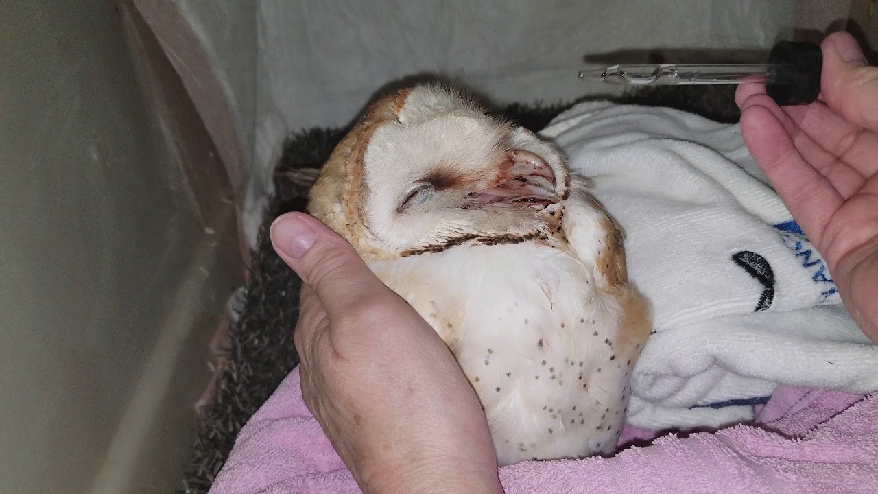 Barn owl. Suspected rodenticide poisoning. 100117 