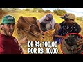 FIZEMOS UM CABRESTO COM 10 REAIS! De onde veio esse porco?