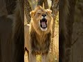 🦁Why Lions Live in Groups!#Lions #LionFacts  #Wildlife #AnimalFacts #Nature #Africa #BigCats #Shorts