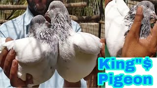 BABA BHAI BHOPAL.AWESOME GIREBAAZ PIGEON IN MADHYA PRADESH