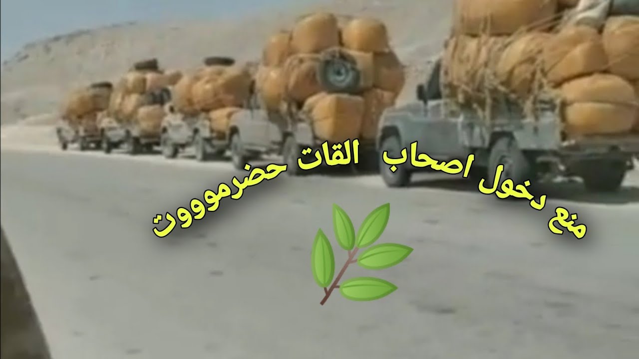 منوع دخول اصحاب القات حضرموت عدت مقاطع + وعشاق الشاصات