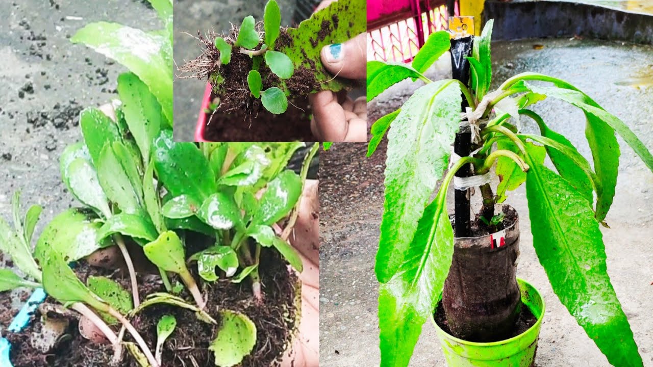 How to grow Pattharchatta plant katakataka plant grow from leaves