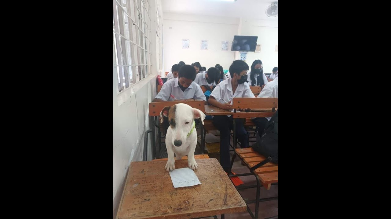 pink hair na kalbo = bading