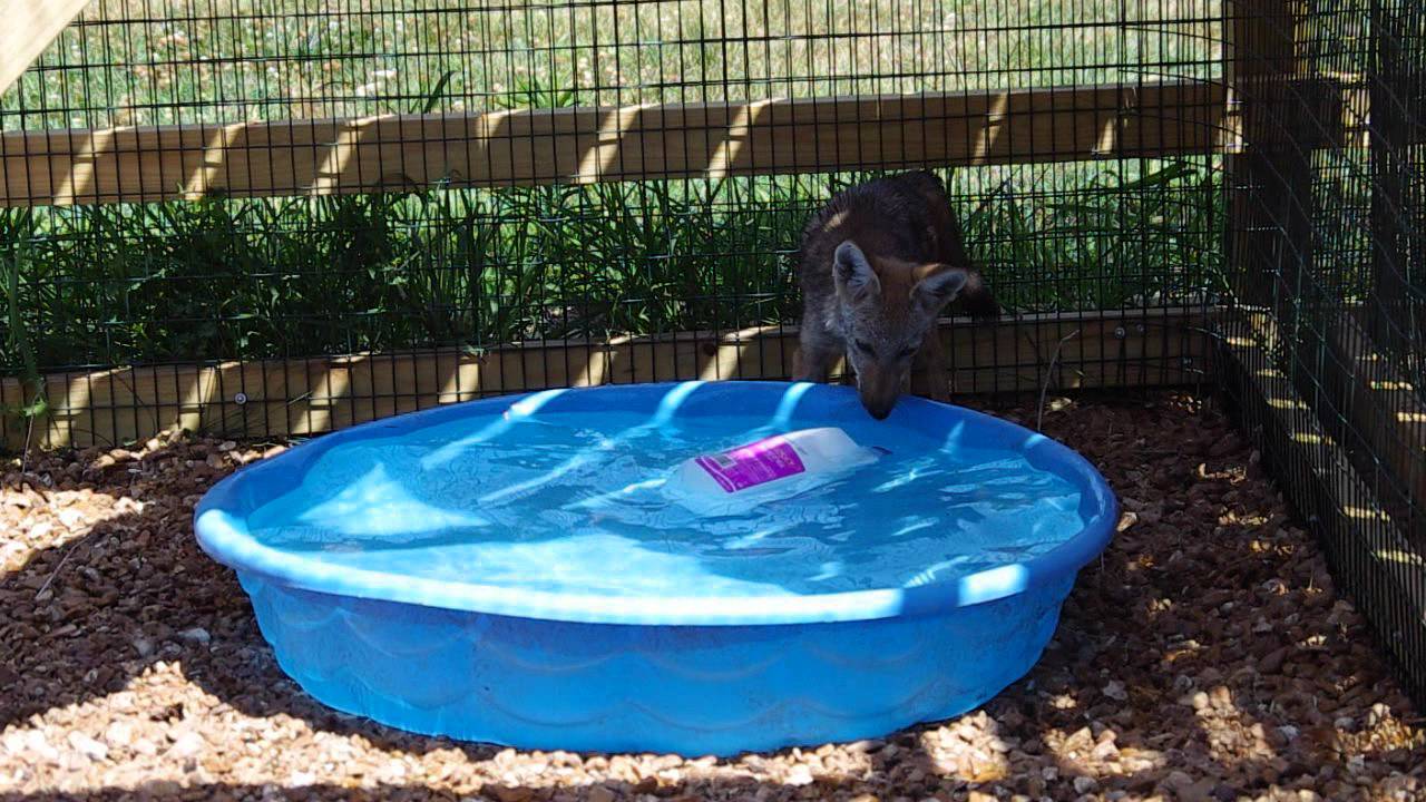 camera iphone 8 plus apk Coyote Pup Playing in Pool