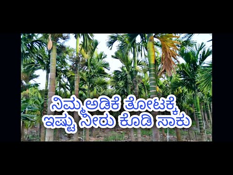 Water requirement for areca plant || ಅಡಿಕೆ ತೋಟಕ್ಕೆ ಇಷ್ಟು ನೀರು ಕೊಡಿ ಸಾಕು || ಹನಿ ನೀರಾವರಿ