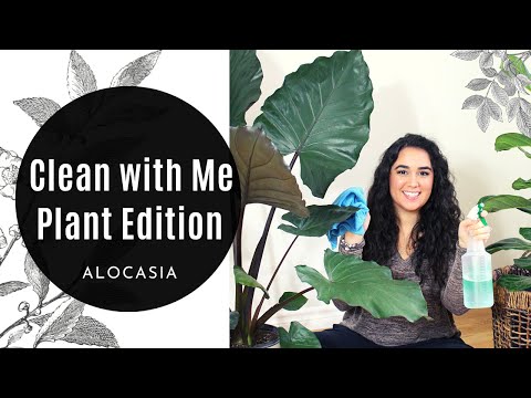 How to Clean your Home Plant | Pest Management ft. Alocasia Metal Head | Part 1