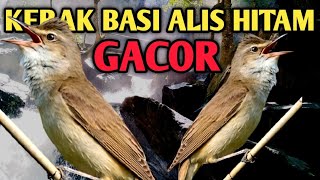 KERAK BASI ALIS HITAM GACOR, pancingan burung sincan gacor ngerol 