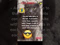 Old lady, #cats  and peasants. #puppy #cute #dogs #funny #joke ##tiktok #shorts #catvideos #pets