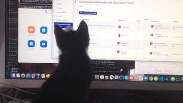 Rescued Kitten Chased Cursor on Computer Screen in Melbourne